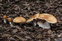 Agaricus augustus image