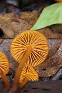 Mycena leaiana image