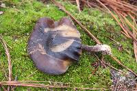 Psilocybe caerulescens image