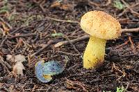 Boletus subvelutipes image