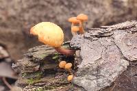 Gymnopilus picreus image