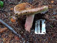 Russula xerampelina image