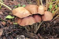 Psilocybe zapotecorum image