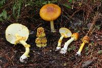 Amanita flavoconia image