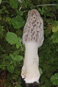 Morchella rufobrunnea image