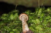 Psilocybe yungensis image