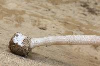 Macrolepiota procera var. procera image