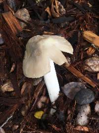 Amanita phalloides image