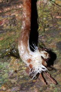 Psilocybe caerulipes image