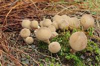 Lycoperdon pyriforme image