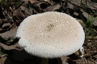 Macrolepiota procera var. procera image