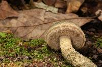 Austroboletus neotropicalis image