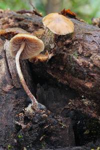 Psilocybe caerulipes image