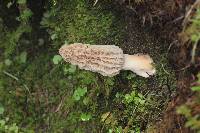 Morchella rufobrunnea image