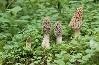 Morchella rufobrunnea image