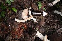 Agaricus subrutilescens image