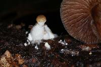 Psilocybe caerulipes image