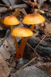 Mycena leaiana image