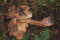 Gyromitra esculenta image