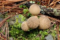 Lycoperdon pyriforme image