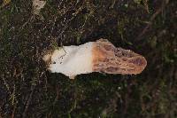 Morchella rufobrunnea image