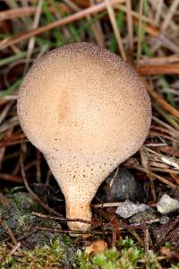 Lycoperdon pyriforme image