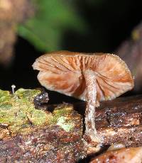 Psilocybe caerulipes image