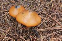 Psilocybe muliercula image