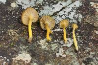 Craterellus tubaeformis image