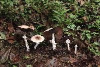 Agaricus subrutilescens image