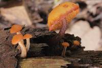 Gymnopilus picreus image