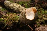 Austroboletus neotropicalis image