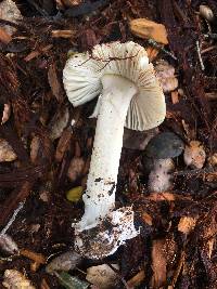 Amanita phalloides image