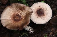 Agaricus subrutilescens image