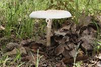 Macrolepiota procera var. procera image