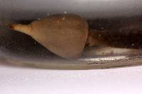 Psilocybe hoogshagenii image