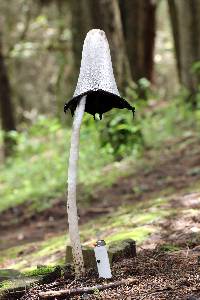 Coprinus comatus image