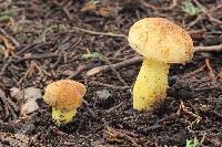 Boletus subvelutipes image