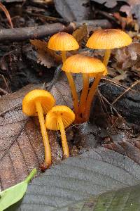 Mycena leaiana image