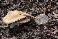 Agaricus augustus image