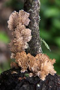 Schizophyllum commune image