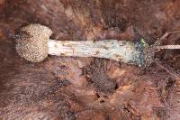 Inocybe calamistrata image