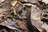 Craterellus fallax image