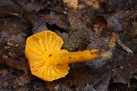 Cantharellus minor image