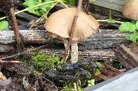 Psilocybe zapotecorum image