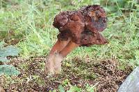 Gyromitra esculenta image