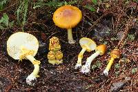 Amanita flavoconia image