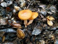 Lactarius rubidus image