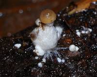 Psilocybe caerulipes image