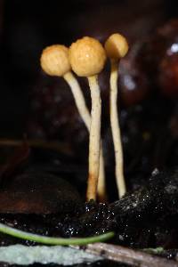 Ophiocordyceps sphecocephala image